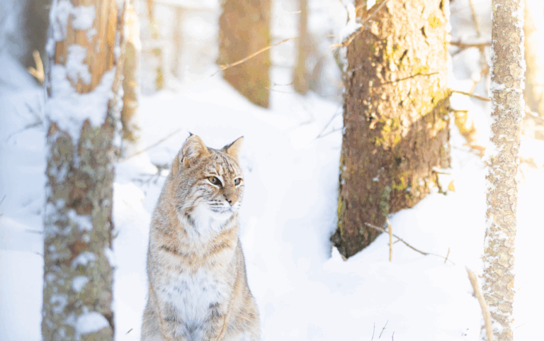 Chasing the Winter Sun